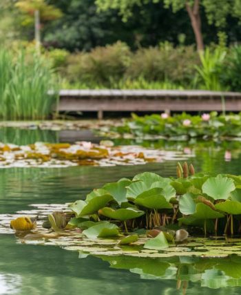 Créer un bassin naturel dans son jardin : étapes et conseils pratiques